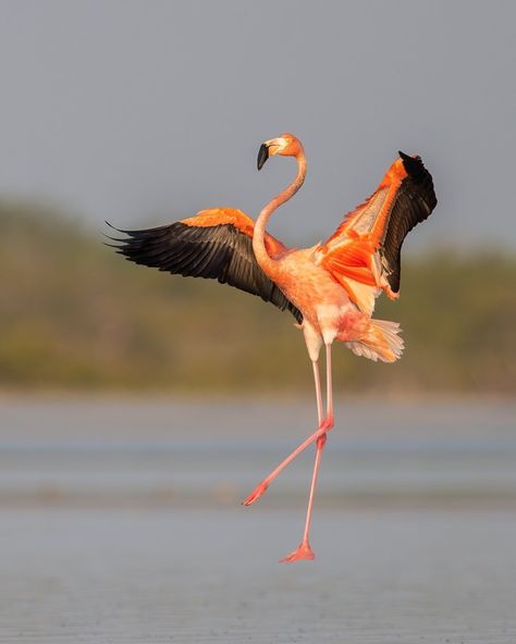 National Geographic Your Shot on Instagram: “Photo by Hao Jiang @haojiang00629 / Dancing in the air / I took this American flamingo portrait at sunrise while stepping into the knee-…” Flamingo Meaning, American Flamingo, Flamingo Photo, Flamingo Painting, Art Drawings Sketches Pencil, Neck Tattoo, From Instagram, Art Drawings Sketches, Beautiful Birds