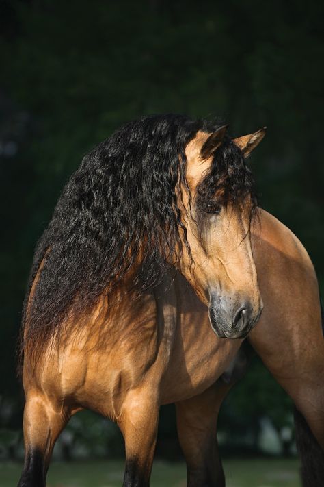 You simply can’t deny the beauty of the Andalusian 😍 But do you know the detailed history of this elegant breed? Learn more about the Anadalusian — of history and modern times 👇️ #horseillustrated #horsebreeds #andalusian Buckskin Horse, Andalusian Horse, All The Pretty Horses, Horse Crazy, Horse Photos, Pretty Horses, Quarter Horse, Horse Photography, Horse Pictures