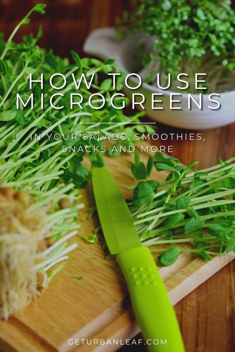 How to Use Microgreens in Salads, Smoothies, and More. Click here to learn more about recipes you can do with microgreens. How To Grow Microgreens Mason Jars, Microgreens Recipe, Micro Greens, Hydroponic Farming, Green Salad Recipes, Growing Microgreens, Micro Nutrients, Growing Greens, Nutritious Food