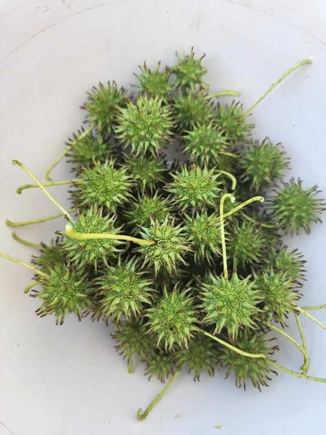 Diy Tamiflu, Sweet Gum Tree Medicinal, Sweet Gum Tincture, Sweet Gum Ball Tincture, Homapathic Remedies, Chickweed Benefits, Sweet Gum Tree Crafts, Sweetgum Balls, Sweet Gum Tree