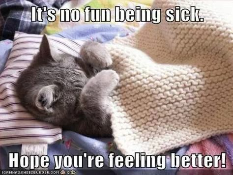 Cute Kitten Meme, Get Well Soon Cat, Cats Memes Funny, Animals With Captions, Cant Stop Laughing, Cute Animals With Funny Captions, Feel Better Quotes, Sick Cat, Cute Cat Memes