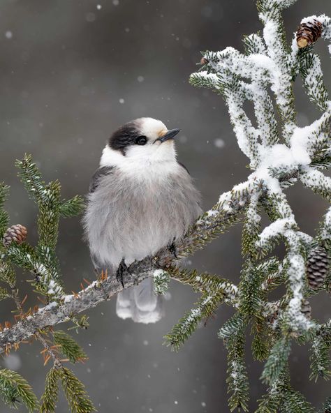 Snowy Branches, Bird Images, Adirondack Park, Bronze Award, Great Grey Owl, Migratory Birds, Gray Owl, Multiple Exposure, Photography Competitions