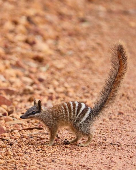 Michelle | SEENWA on Instagram: “Numbat tail for your Tuesday 🤎 #seenwa #westernaustralia #wildlife #australianwildlife #aussieanimals #numbat #numbubs #babynumbat…” 2 Animals, Australia Animals, Australian Wildlife, Animal References, Australian Animals, Amazing Animals, Animals Of The World, Wild Ones, Art References