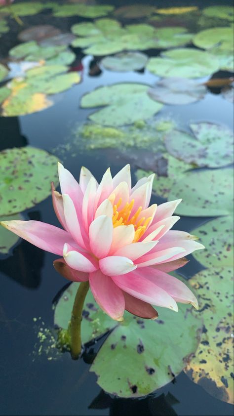 Lily Pad Flower Painting, Lily Pads Flower, Pond Lily Pads, Lily Pond Photography, Lily Pads Aesthetic, Lily Pad With Flower, Monet Quilt, Mermay 2024, Lily Pad Pond