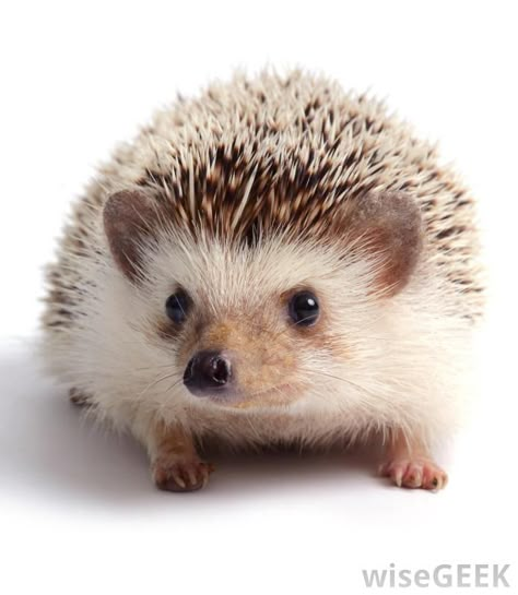 European hedgehog | What is a Hedgehog? (with pictures) Hedgehog Pet, A Hedgehog, Hedgehog Art, Cute Hedgehog, Photo Banner, Poster Pictures, Cute Creatures, Sweet Animals, Animals Images