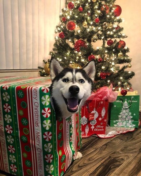 Christmas Husky, Dog Christmas Pictures, Husky Funny, Norman Vincent Peale, Cute Husky, Dog Photoshoot, A Husky, Dog Costumes, Husky Dogs