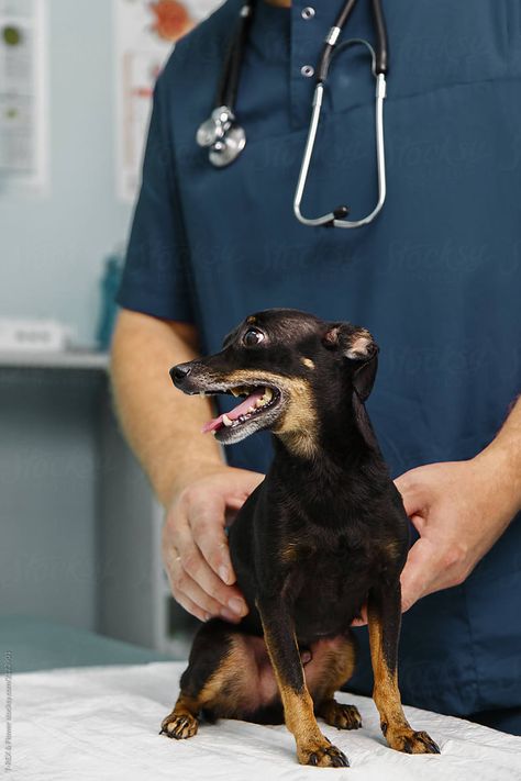 Crop veterinarian doctor with small puppy on table in clinic Veterinarian Doctor, Small Puppy, Small Puppies, Small Dog, Veterinarian, Small Dogs, Free Stock Photos, Royalty Free Stock Photos, Puppies