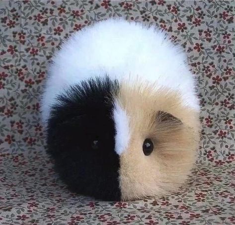 Diffrent breed guinea pig yes indeed in good take care . Ginnie Pigs, Ginny Pigs, Guinea Pigs Funny, Baby Guinea Pigs, Pet Guinea Pigs, Cute Guinea Pigs, Cute Small Animals, Two Face