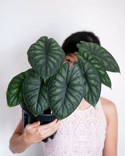 Jofamy Official on Instagram: "This baby alocasia dragon scale will probably have you saying“Wait, This One Just Got My Heart”!! 🤣 How's your #alocasiadragonscale ! I would love to know!😃 📸: Enjoy this gorgeous scenery by @pupperswithplants 🪴𝐅𝐨𝐥𝐥𝐨𝐰 @jofamyofficial | 𝐄𝐧𝐣𝐨𝐲 𝐆𝐫𝐨𝐰🪴" Alocasia Dragon Scale, Apartment Plants, Gorgeous Scenery, Dragon Scale, Green Thumb, My Heart, Plant Leaves, Apartment, Plants