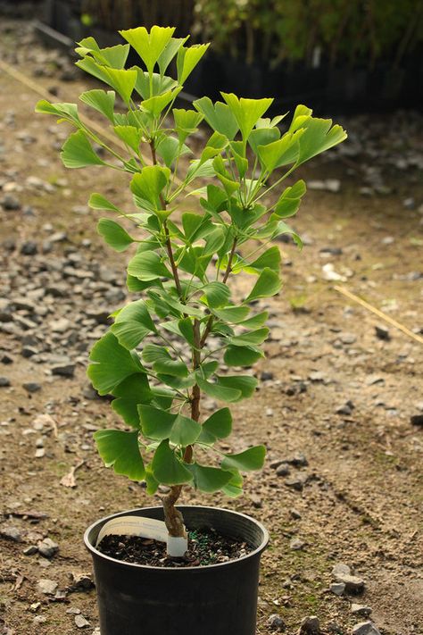 Ginkgo Biloba Elmwood Elmwood Maidenhair Tree Gingko Biloba Tree, Gingko Tree, Ginkgo Biloba Tree, Maidenhair Tree, Ginko Biloba, Gingko Biloba, Ginkgo Tree, Basement Apartment, Plant Tree