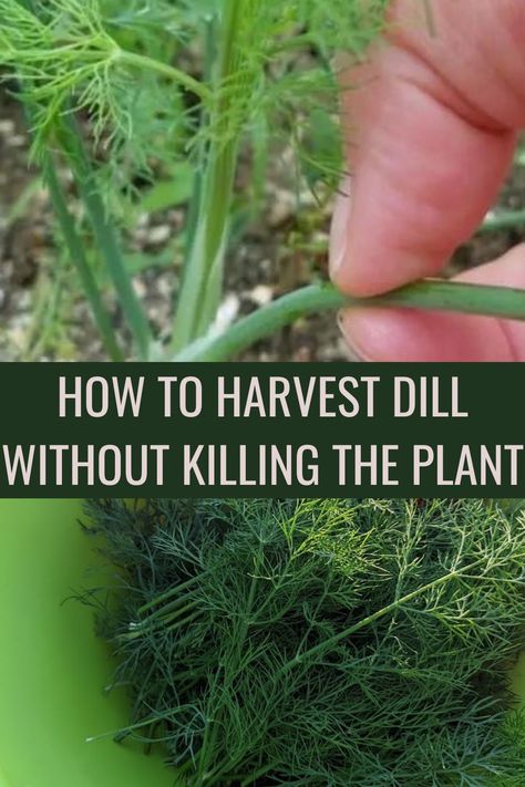 Harvest Dill Seeds, Dry Dill How To, Cooking With Fresh Dill, Recipes That Use Fresh Dill, What To Do With Dill Fresh Herbs, What To Do With Fresh Dill, Dill Harvesting, How To Use Fresh Dill, Dill Plant Care