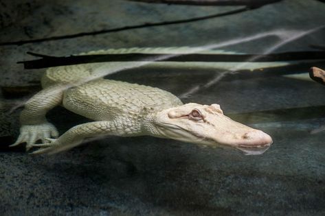 Snowflake, a 7-foot-long albino American alligator, will reside at Brookfield Zoo through September. (Kelly Tone / Chicago Zoological Society) Albino Alligator, Melanistic Animals, Rare Albino Animals, Albino Animals, White Animals, Rare Animals, Cool Animals, Exotic Animals, Awesome Animals