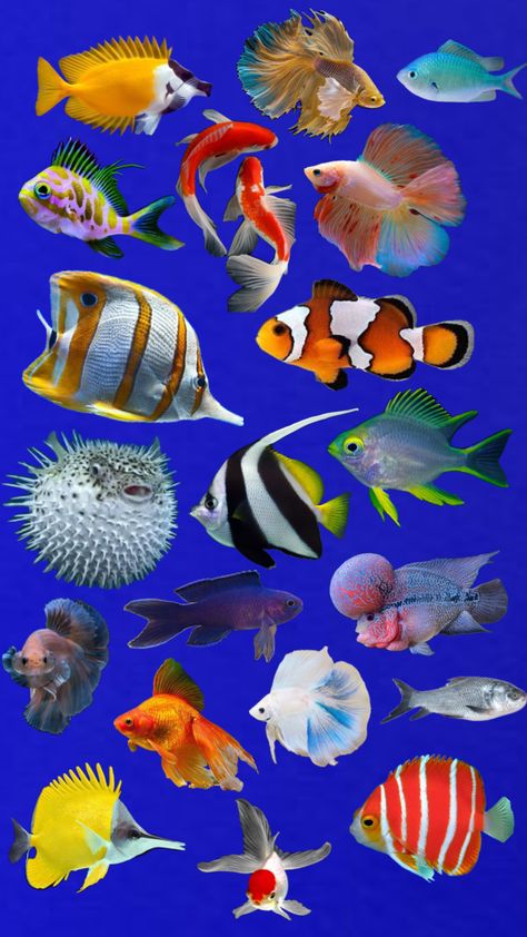 Fish Poster Aesthetic, Tropical Fish Photography, Coral Painting, Sea Creatures Art, Frutiger Aero, Fish Wallpaper, Fish Drawings, Sketch Inspiration, Cute Wallpaper Backgrounds