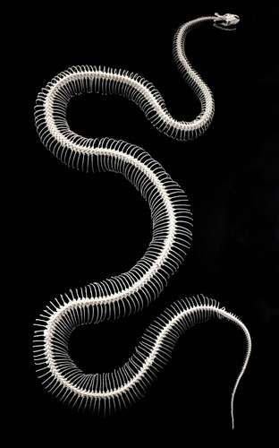 Snake - Form and function | Britannica Black Mamba Snake, Big Snake, Snake Skeleton, Snake Images, Snake Photos, Animal Skeletons, Vulture Culture, Snake Art, Beautiful Snakes