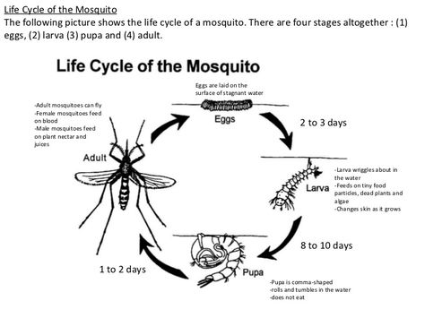 Life Cycle of the Mosquito The following picture shows the life cycle of a mosquito. There are four stages altogether : (1... Life Cycle Of A Mosquito, Mosquito Life Cycle, Female Mosquito, Emergent Curriculum, Animal Life Cycles, Saving Quotes, Science Notes, Medical School Essentials, Teacher Worksheets