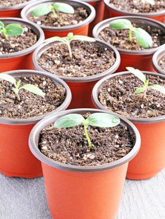 Starting Cucumber Seeds Indoors - The Farm Girl Blog Cucumber Seedlings, Cucumber And Tomato, Growing Seedlings, Backyard Farm, Tomato Seedlings, Cucumber Seeds, Growing Cucumbers, Plant Seedlings, Organic Compost