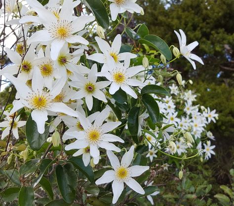 Nz Native Clematis, New Zealand Native Flowers, Environmental Mural, Nz Native Flowers, Nz Flowers, Nz Plants, Clematis Paniculata, Cabbage Tree, Rectangle Painting