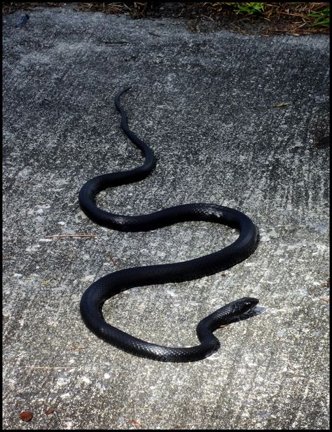 Black racer snake at Okefenokee, GA Black Adder Snake, Black Racer Snake, Adder Snake, Johnny Cakes, Snake Images, Garden Snakes, Black Racer, Cute Snake, Snake Art