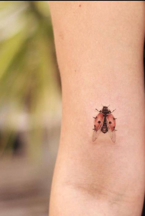 Ladybug Open Wings Tattoo, Ladybird Tattoo Design, Beatle Tattoo Insect Simple, Apricity Tattoo, Ladybug Tattoo Small Simple, Small Insect Tattoo, Fine Line Ladybug Tattoo, Small Whimsical Tattoos, Simple Ladybug Tattoo