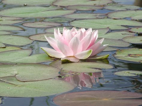 Lotus Aesthetic, Lotus On Lily Pad, Aesthetic Water Lilies, Lotus Flower On Lily Pad, Pink Water Lily, Pink Water Lily Aesthetic, Theme Nature, Nothing But Flowers, Flower Therapy