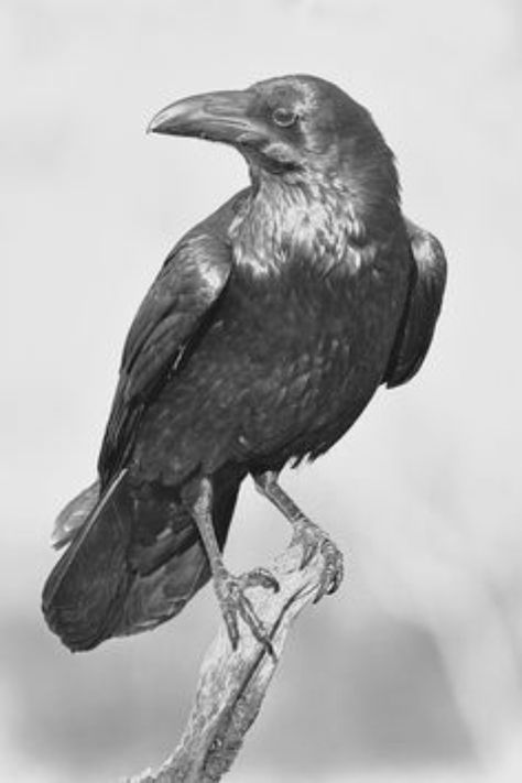 Aesthetic Crow, Crow Facts, Crow Aesthetic, Crow Drawing, Raven Photography, Crow Photography, Rabe Tattoo, Crow Flying, Crows Drawing