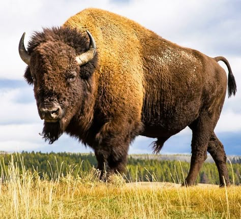 Bison Pictures, Western Drawings, Buffalo Pictures, Antelope Hunting, Bison Photography, Bison Photo, Chasing Money, Tattoos Aesthetic, Buffalo Animal