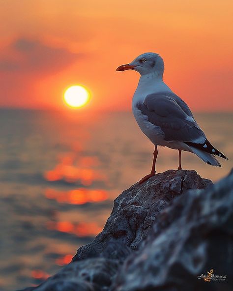 Seagull Photography, Fish Swimming, Pretty Birds, Animal Sculptures, Beautiful Birds, Sunrise Sunset, Animal Photography, Animals Beautiful, The Rock