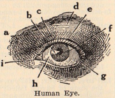 classic human eye anatomy drawing Eye Anatomy Diagram, Eyes Clipart, Medical Drawings, Eye Anatomy, Male Figure Drawing, Realistic Eye Drawing, Victorian Illustration, Eye Illustration, Human Figure Drawing