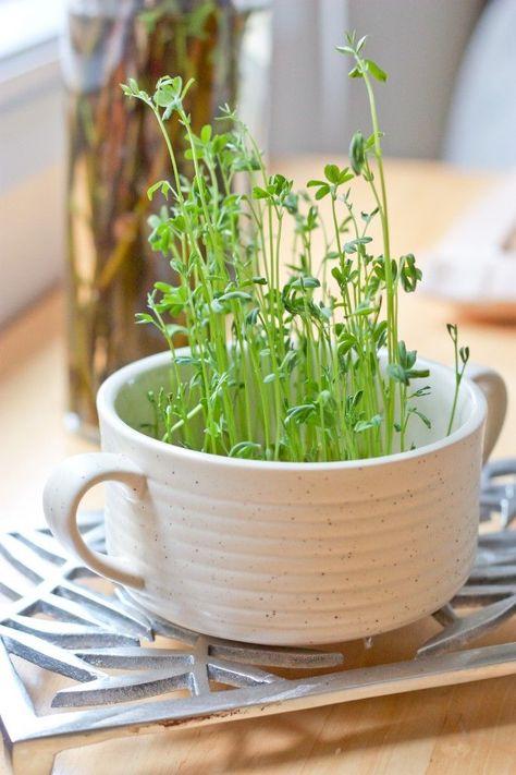 How to grow your own lentil sprouts in the kitchen:  http://bsinthekitchen.com/how-to-grow-your-own-lentil-sprouts Lentil Sprouts, Growing Sprouts, Growing Microgreens, Soup Dish, Sprouting Seeds, Green Lentils, Growing Food, Grow Your Own, Herb Garden