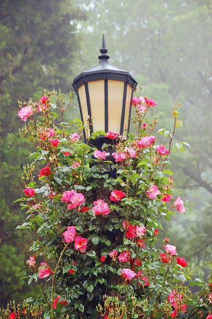 Garden lamppost | Garden lamppost covered with roses | Perl Photography | Flickr Pictures Background, Medical Illustrations, Flowers Growing, Garden Vines, Have Inspiration, The Secret Garden, Climbing Roses, Garden Cottage, English Garden