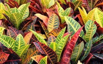 32 Plantas para jardim resistente ao sol, flores e folhagens. Croton Plant Care, Croton Petra, Bromeliads Landscaping, Croton Plant, Colorful Patio, Variegated Plants, Patio Plants, Colorful Plants, Tropical Colors