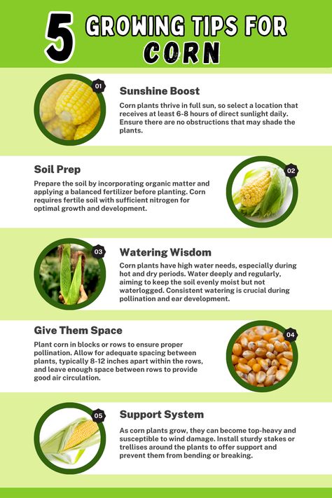 Infographic titled 'Growing Tips for Corn.' Explore essential tips for successful corn cultivation, including sunlight requirements, proper spacing, nutrient-rich soil, consistent watering, weed control, and supporting tall varieties. Learn how to optimize corn growth and achieve a bountiful harvest with these valuable tips. Corn Growing Tips, How To Grow Corn In Containers, Planting Corn In Garden, Potager Fence, When To Plant Corn, How To Plant Corn, Corn Garden, Corn Planting, Regrow Celery