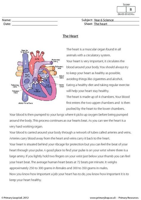 Primaryleap.co.uk - Science worksheet - Reading comprehension with some interesting facts about the heart. Facts About The Heart, Fossils Worksheet, Heart Worksheet, Heart Facts, Science Reading Comprehension, Science Food, Reading Facts, Reading Comprehension For Kids, Human Body Unit