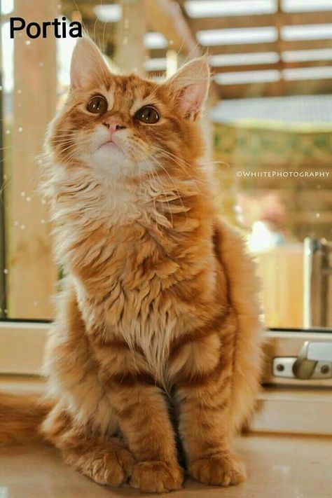 Cat Whisperer, Orange Cats, Ginger Cats, Cute Cats And Kittens, Orange Cat, Tabby Cat, Pics Art, Maine Coon, Pretty Cats