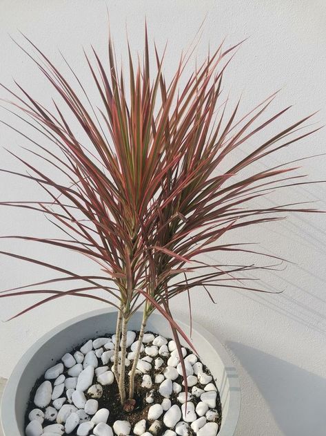 Dracena Tricolor, Tri Color, Exterior, Plants