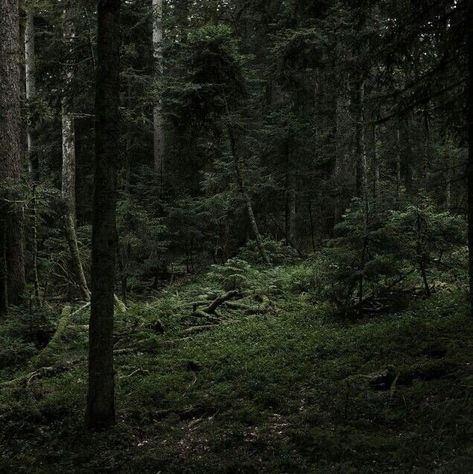 Dark Naturalism, Dark Forest Aesthetic, Dark Fairycore, Forest Aesthetic, Dark Green Aesthetic, Trash Art, Slytherin Aesthetic, Dark Nature, Dark Paradise