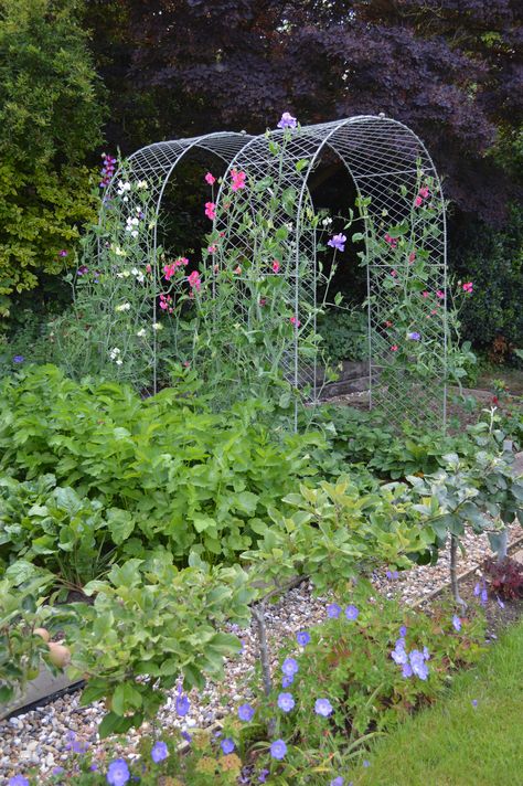 Sweet Pea Arch, Stepover Apples, Sensory Seating, Cottage Garden Style, Allotment Ideas, Vege Garden, Board House, Zinnia Garden, Vertical Vegetable Gardens