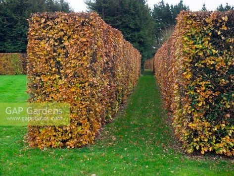 Fagus sylvatica - Beech hedge changing colour in Autunm November November Images, Beech Hedge, Fagus Sylvatica, Plant Photography, Hedges, Garden Plants, Gap, Stock Photos, Plants