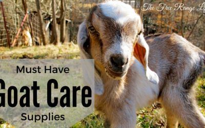 Must-Have Goat Care Supplies Goat Keeping, Homestead Livestock, Types Of Goats, Goat Health, Keeping Goats, Pygmy Goats, Miniature Farm, Small Holding, Homestead Animals