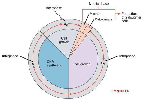 Cell Cycle is a series of events that occur when cells grow and divide. The cell spends most of its time in the so-called interphase period Bacterial Cell, Human Body Vocabulary, The Cell Cycle, What Is Cell, Nuclear Membrane, Somatic Cell, Prokaryotic Cell, Sequencing Worksheets, Eukaryotic Cell