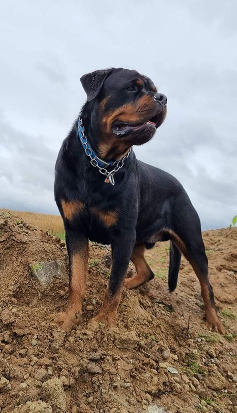 I love rottweiler. Do you love rottweiler, Than follow us. Rottweiler is a cuttest dog. Follow us if we love rottweiler dog. Roman Rottweiler, Rottweiler Pictures, German Rottweiler, Rottweiler Lovers, Rottweiler Dog, Sporting Dogs, Sweet Dogs, Working Dogs, Doberman