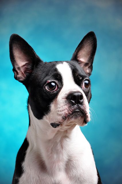 Dog Portraits Painting, Dog Anatomy, Photos With Dog, Dog Photograph, Best Dog Training, Boston Terrier Dog, Dog Face, Dog Photography, Dog Portraits