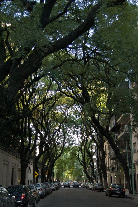 Tree lined street ... reminds me of new farm brisbane Urban Greening, Neighborhood Aesthetic, Tree Lined Street, Urban Tree, Eco Architecture, Street Trees, Single Tree, Urban Homesteading, Urban Nature