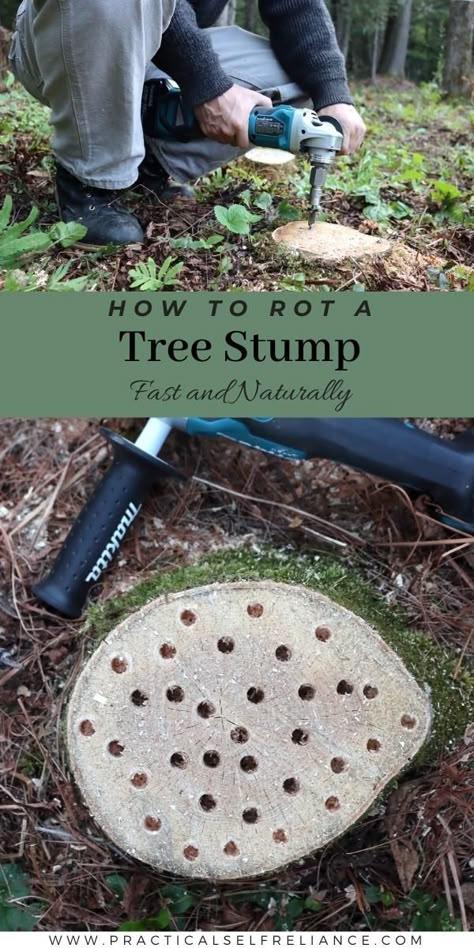 Tree Stump Killer, Kill Tree Stump, Veg Gardens, Tree Stumps Diy, Removing Tree Stumps, Tree Stump Decor, Killing Weeds, Tattoo Plant, Stump Removal