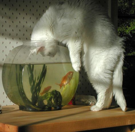 Pet Fish Bowl Aesthetic, Fishbowl Aesthetic, Cats Profile, Fish In Bowl, Cat Captions, Ap Drawing, Cat Profile, Trippy Wallpaper, Cute Cats Photos