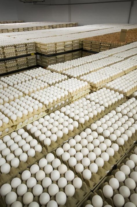 Warehouse egg from the farm to the grocery store. Full warehouse egg from the fa #Sponsored , #SPONSORED, #SPONSORED, #egg, #grocery, #warehouse, #farm Agriculture Pictures, Egg Farm, Architecture Jobs, Prayer Vision Board, Eggs Image, Black Anime Guy, Farming Business, Egg Production, Doctors Note