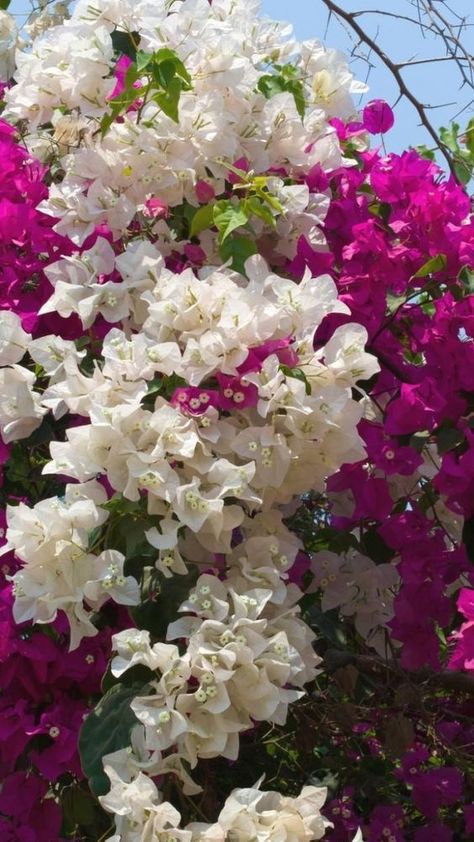 Follow @natalca and get more of the good stuff by joining Tumblr today. Dive in! Bougainvillea Planting Ideas, Bougainvillea Tree, Indoor Flowering Plants, Flower Guide, Flower Pots Outdoor, Flower Care, Hd Background, Beautiful Flowers Wallpapers, Pretty Plants