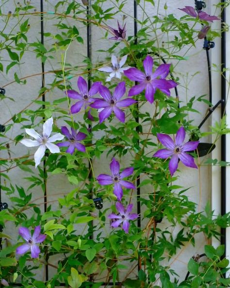 Clematis Varieties, How To Pronounce, Clematis, How To Grow, Backyard Garden, To Grow, Deer, Seeds, Dogs