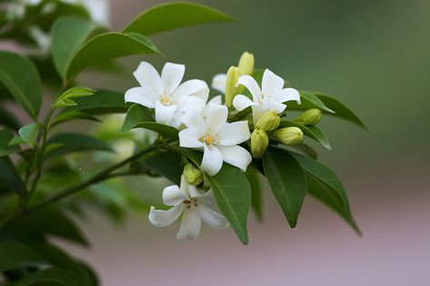 Murraya Hedge, Murraya Paniculata, Orange Jasmine, Citrus Plant, Indoor Flowering Plants, Jasmine Plant, Jasmine Flower, Citrus Trees, Plants For Sale