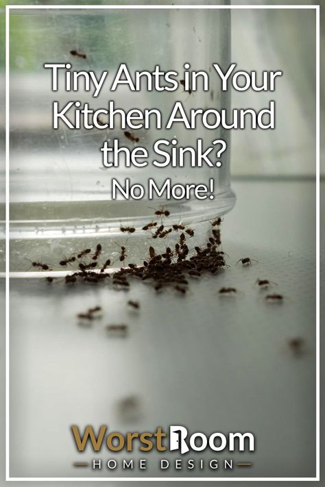 Tiny Ants in Your Kitchen Around the Sink? No More! How To Get Rid Of Small Ants In Kitchen, How To Get Ride Of Ants In Your House, How To Get Ants Out Of Your House, Ants In Kitchen Get Rid Of, Getting Rid Of Ants In Kitchen, Killing Ants In The House, Keep Ants Out Of House, How To Get Rid Of Tiny Ants In Kitchen, Get Rid Of Sugar Ants In Home